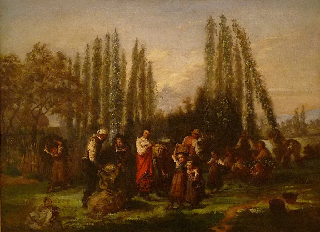 Raccolta del luppolo in Alsazia